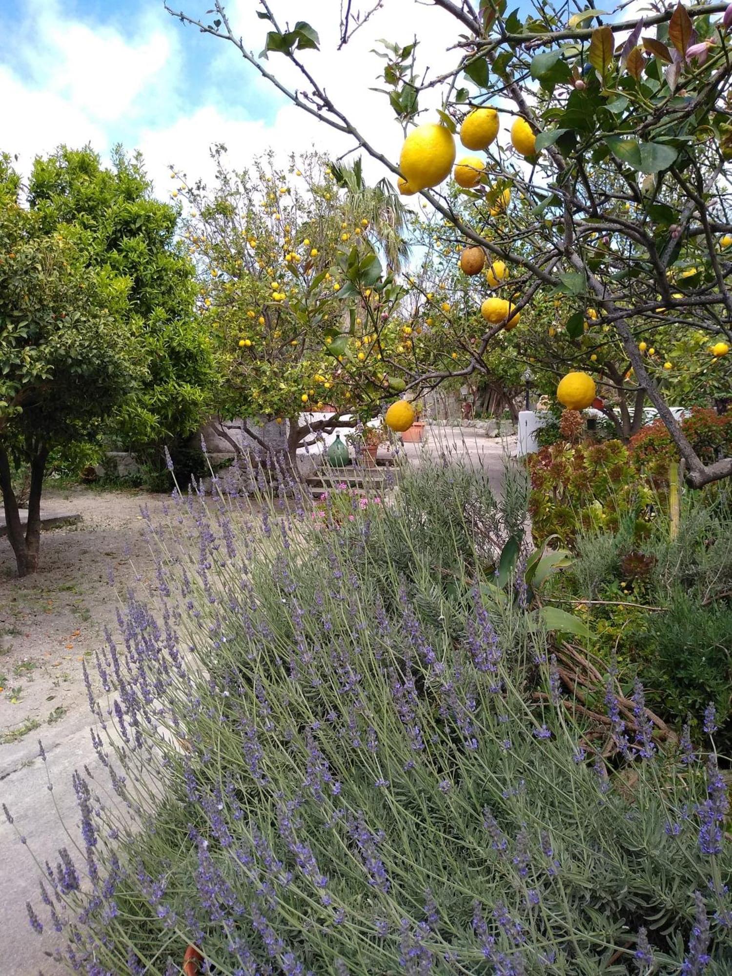 Forio di Ischia Residence Limoneto Ischia מראה חיצוני תמונה