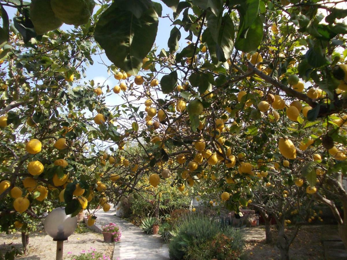 Forio di Ischia Residence Limoneto Ischia מראה חיצוני תמונה