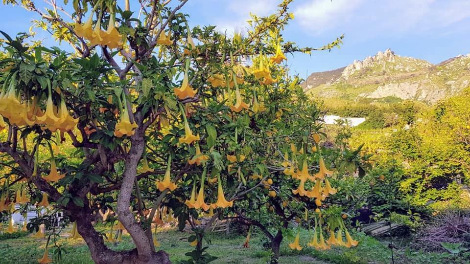 Forio di Ischia Residence Limoneto Ischia מראה חיצוני תמונה